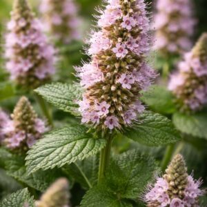 huile essentielle patchouli 10ml